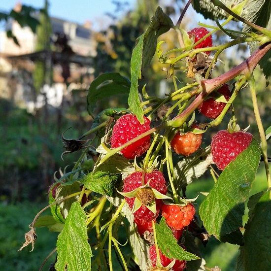 Manor Garden